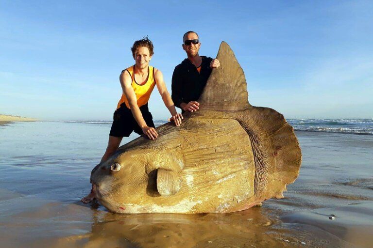 News Photo 1 - Australia - Otta Nottathil - 22320197sunfish