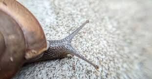 News Photo 1 - Other Countries - Otta Nottathil - 24620198snail