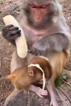 News Photo 1 - U.K. - Otta Nottathil - 24620207monkey