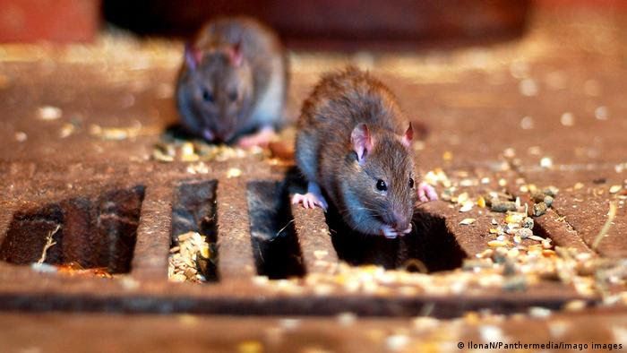 News Photo 1 - U.K. - Otta Nottathil - 6320212rat