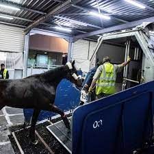 News Photo 1 - Europe - Otta Nottathil - flight_horse_return