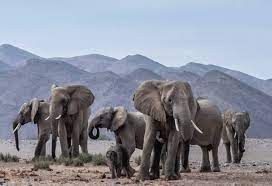 News Photo 1 - Other Countries - Otta Nottathil - elephants_call_names