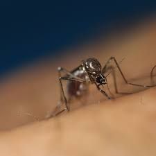 News Photo 1 - Australia - Otta Nottathil - mosquito_bite_australia