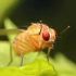 gaganyaan_fruit_flies